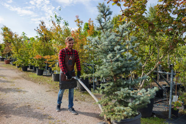 Best Emergency Tree Removal  in Mountain View, CA